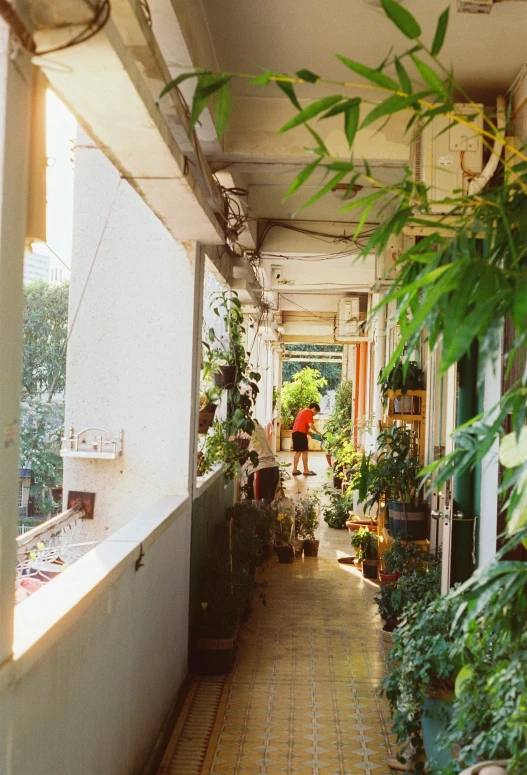 a narrow passageway with several potted plants on the wall and people walking down one