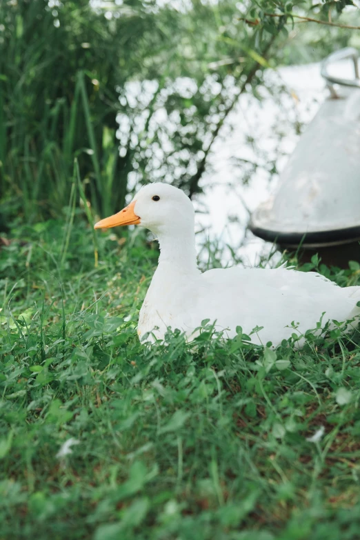 a duck sitting in a grassy area next to some trees