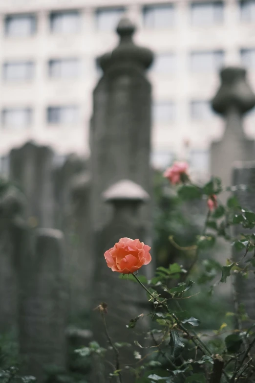 an orange flower grows among the grey tombstones