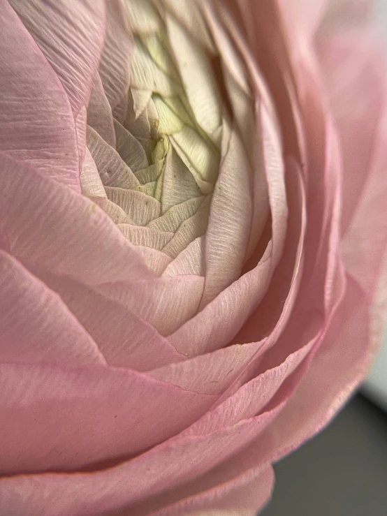 a pink flower on top of a computer screen