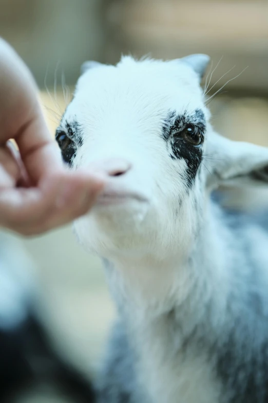 a small goat is being petted by someone