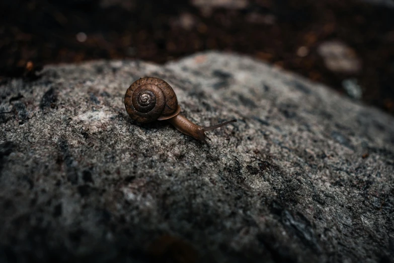 a small snail crawling across the granite wall