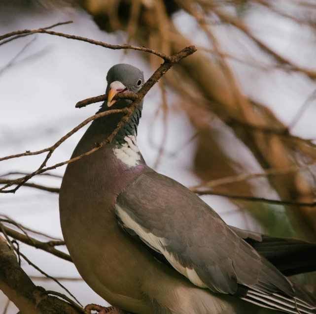 a pigeon sitting in a tree nch with a berry on its mouth