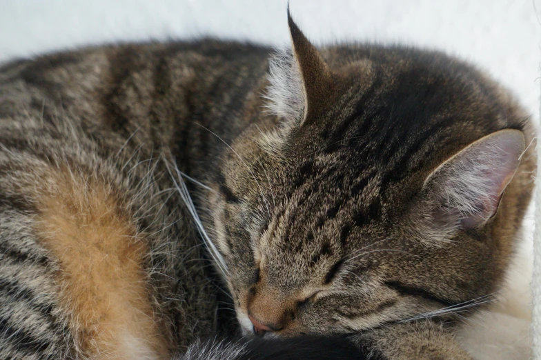 the cat is curled up asleep by itself