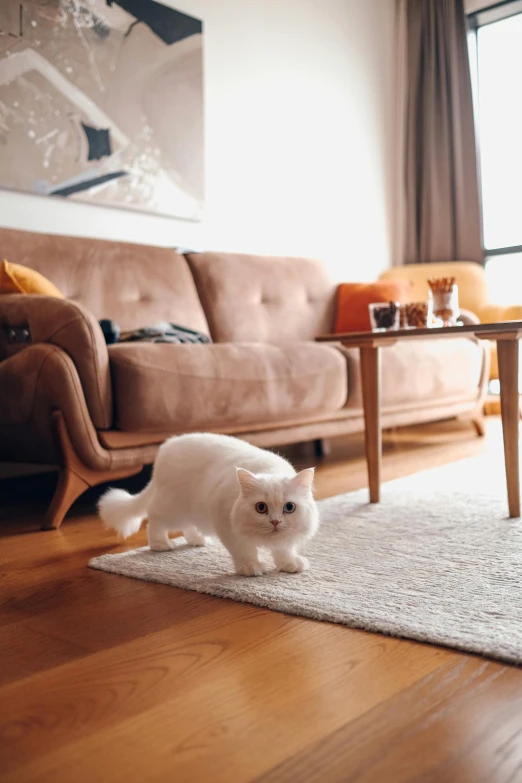white cat on wood floor next to living room furniture