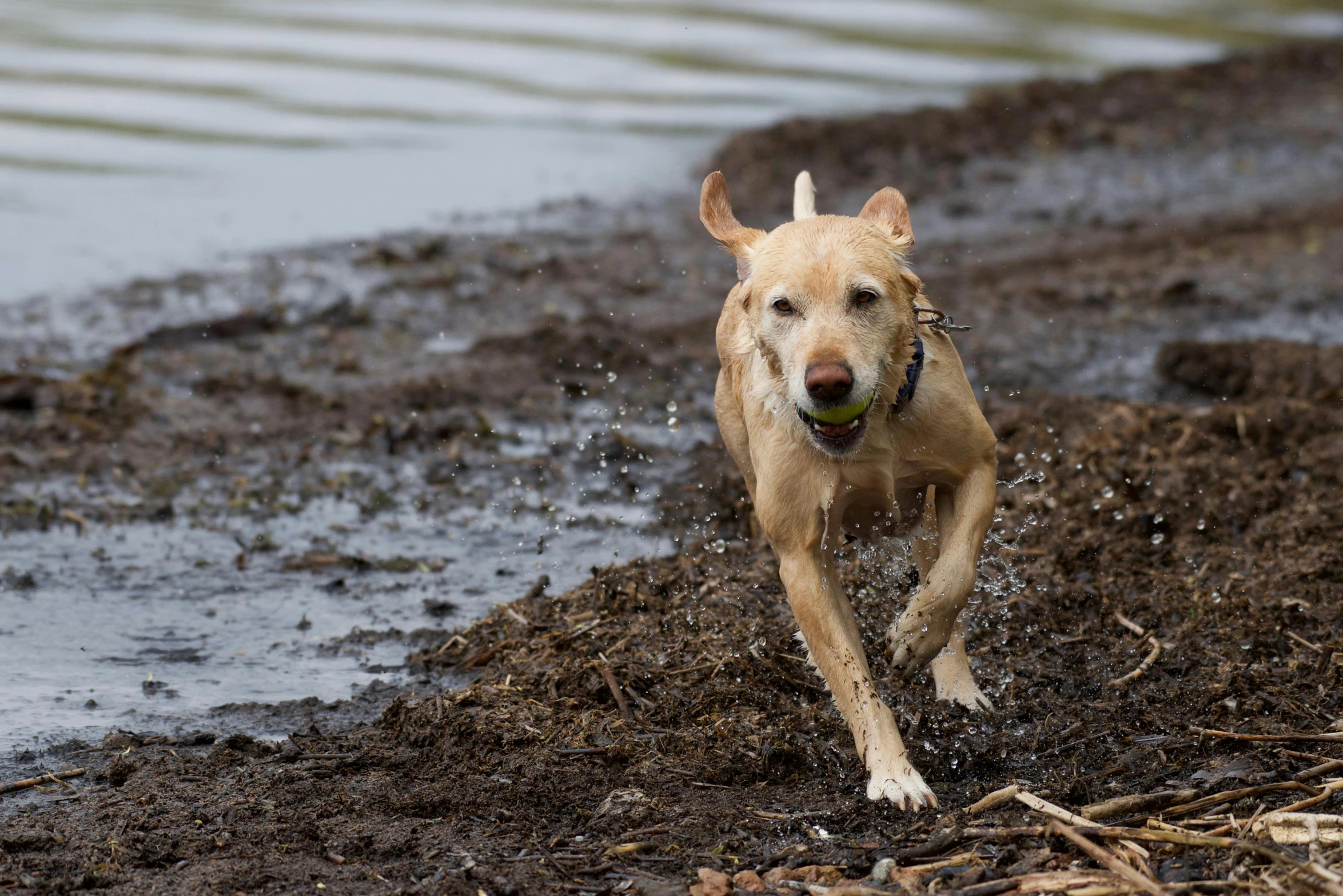 a dog runs with the ball in its mouth