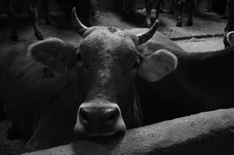 three brown cows looking in opposite directions in black and white