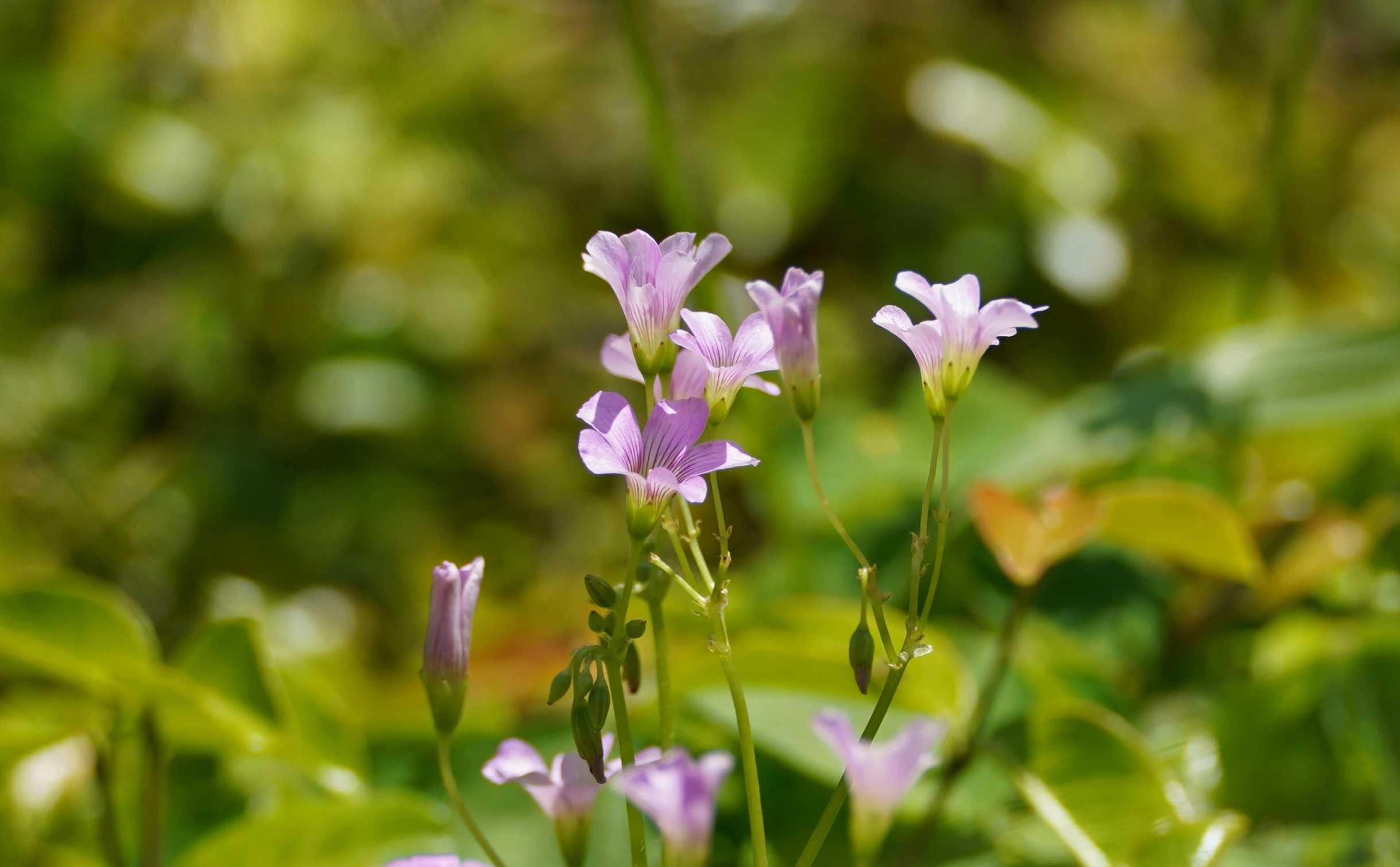 wildflowers bloom in the open green meadow