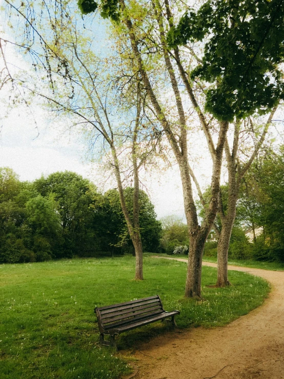 a wooden bench sits in front of a grove of trees