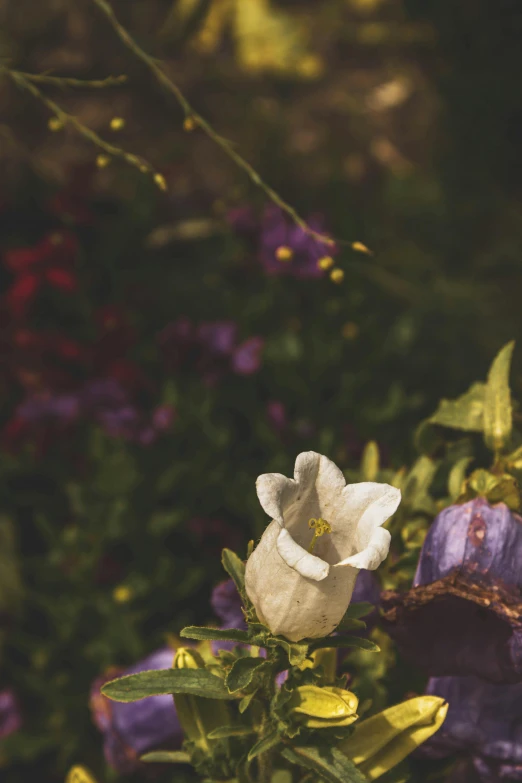 a white and purple flower next to some trees