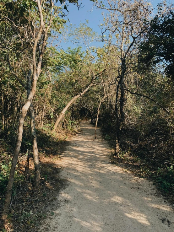 an image of a path in the woods