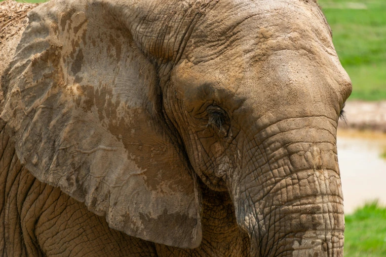 a small elephant standing on a lush green field