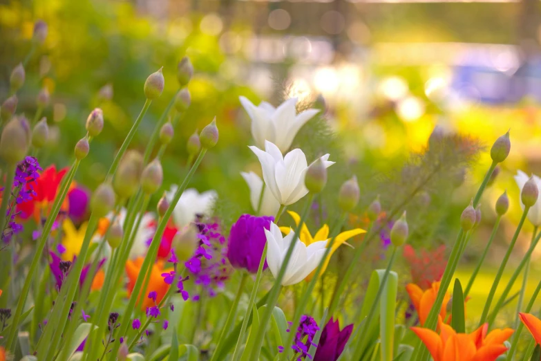 a group of flowers in the foreground with other flowers and grass