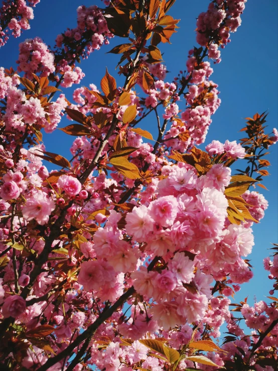 a very pretty flower tree with lots of flowers