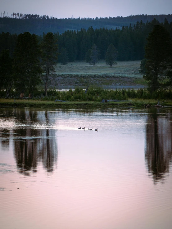 the birds are swimming in the calm water