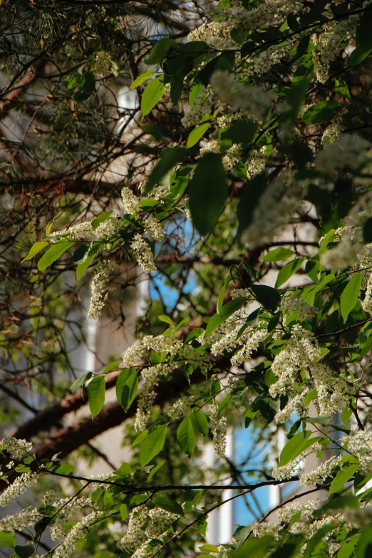 a tall building behind a bunch of leaves and flowers