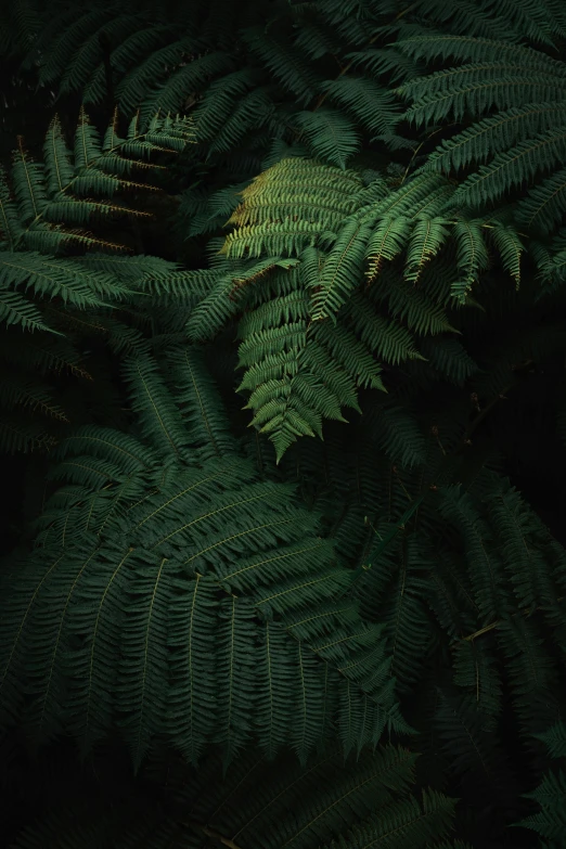 a bunch of green leaves in the dark