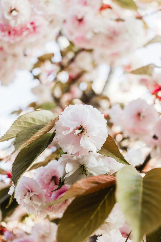 pink and white flowers in bloom on a tree nch