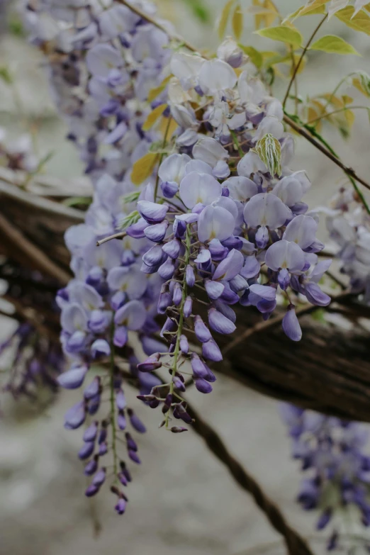 some purple flowers on a tree nch in bloom