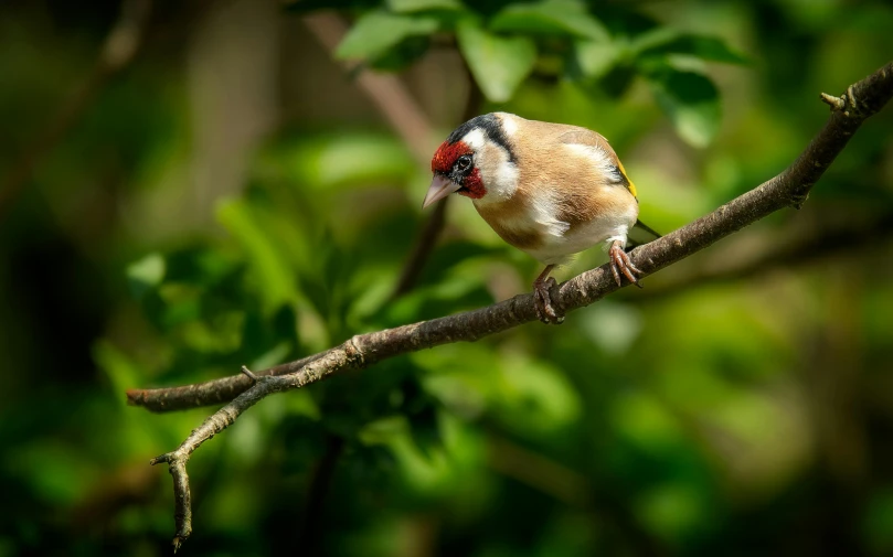 a small bird with a red belly sitting on top of a tree nch