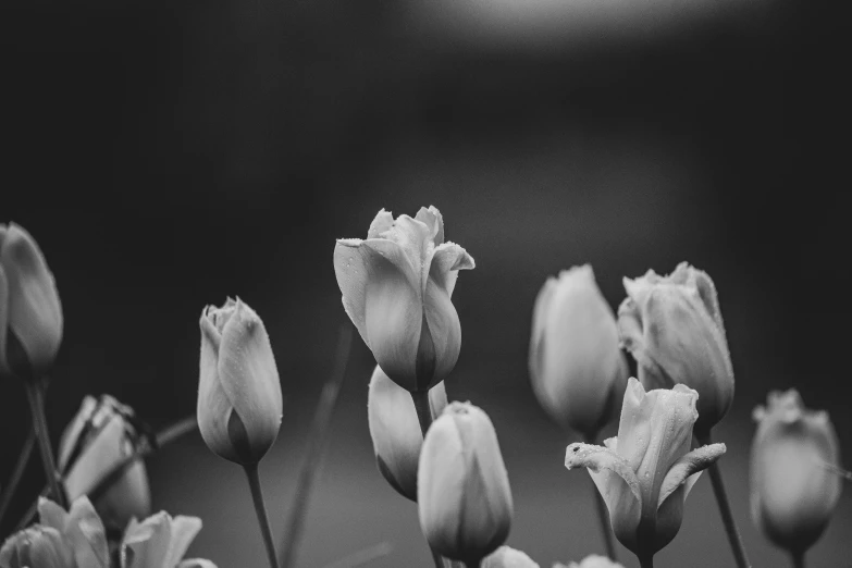 a black and white po of flowers