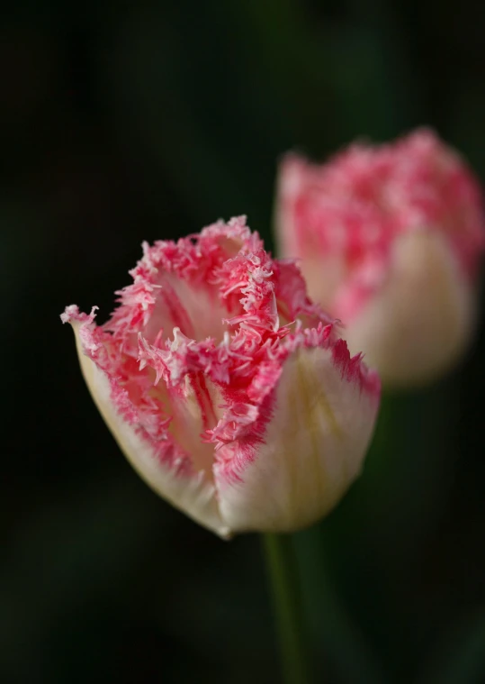 two tulips are partially open and wilted