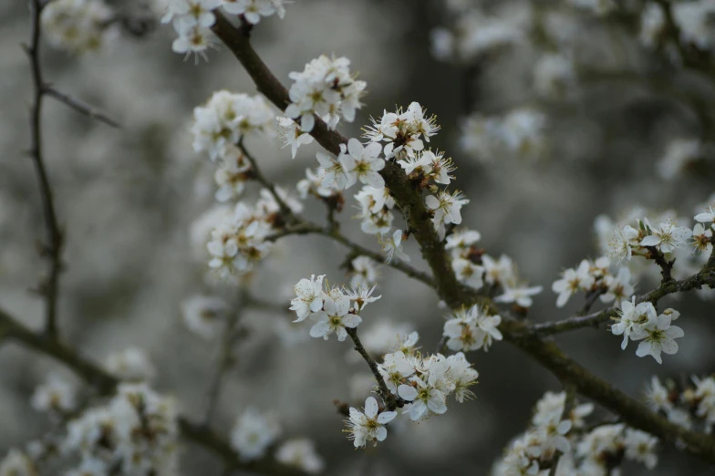 a closeup of white flowers on a tree nch