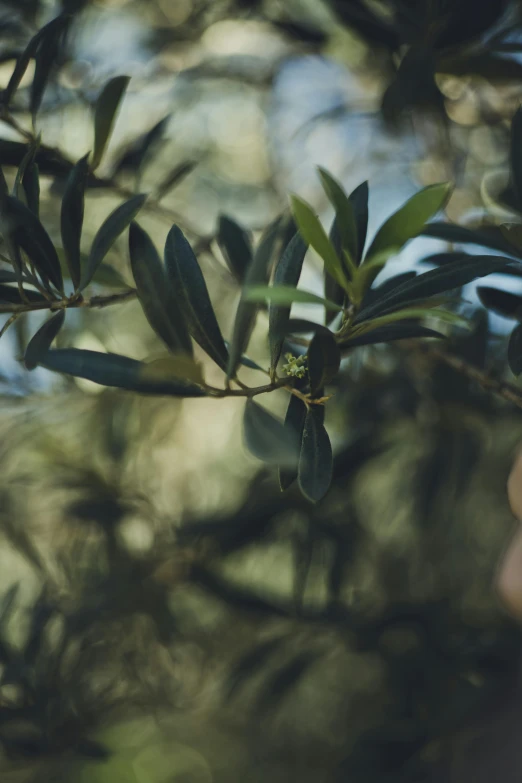 an olive tree nch that is starting to bud