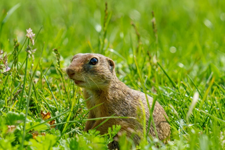 the small squirrel is looking for food in the tall grass