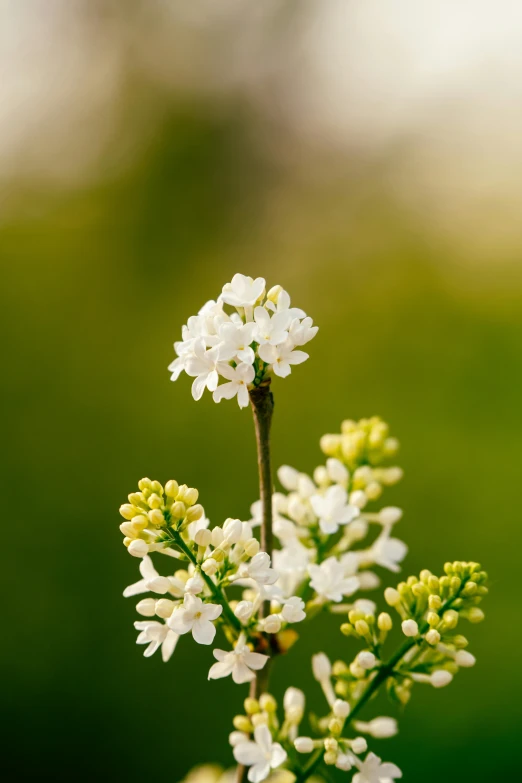 white flowers with green leaves in the background