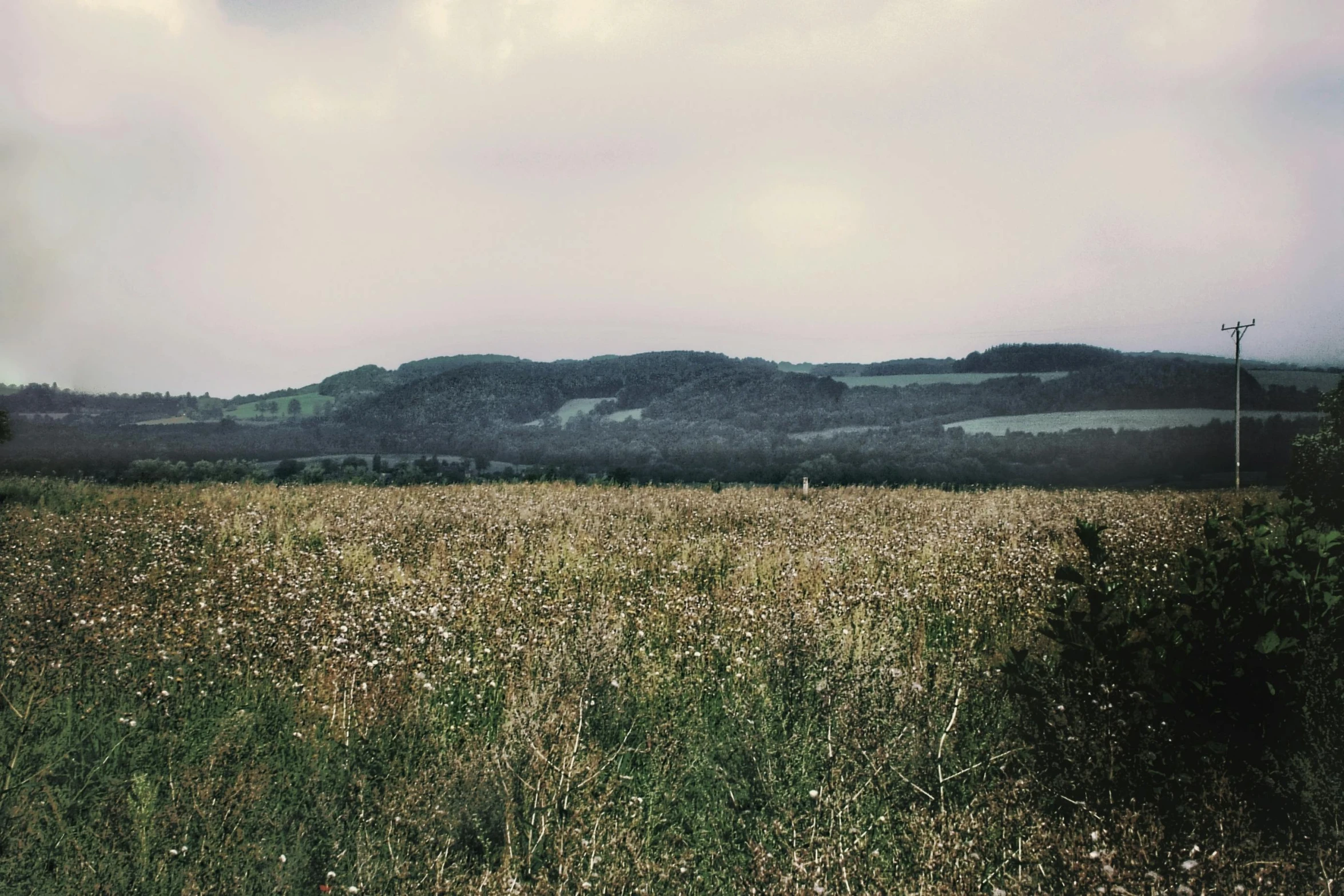 a grassy field with some trees and bushes in the background