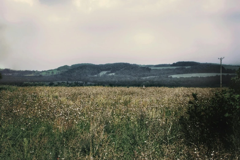 a grassy field with some trees and bushes in the background