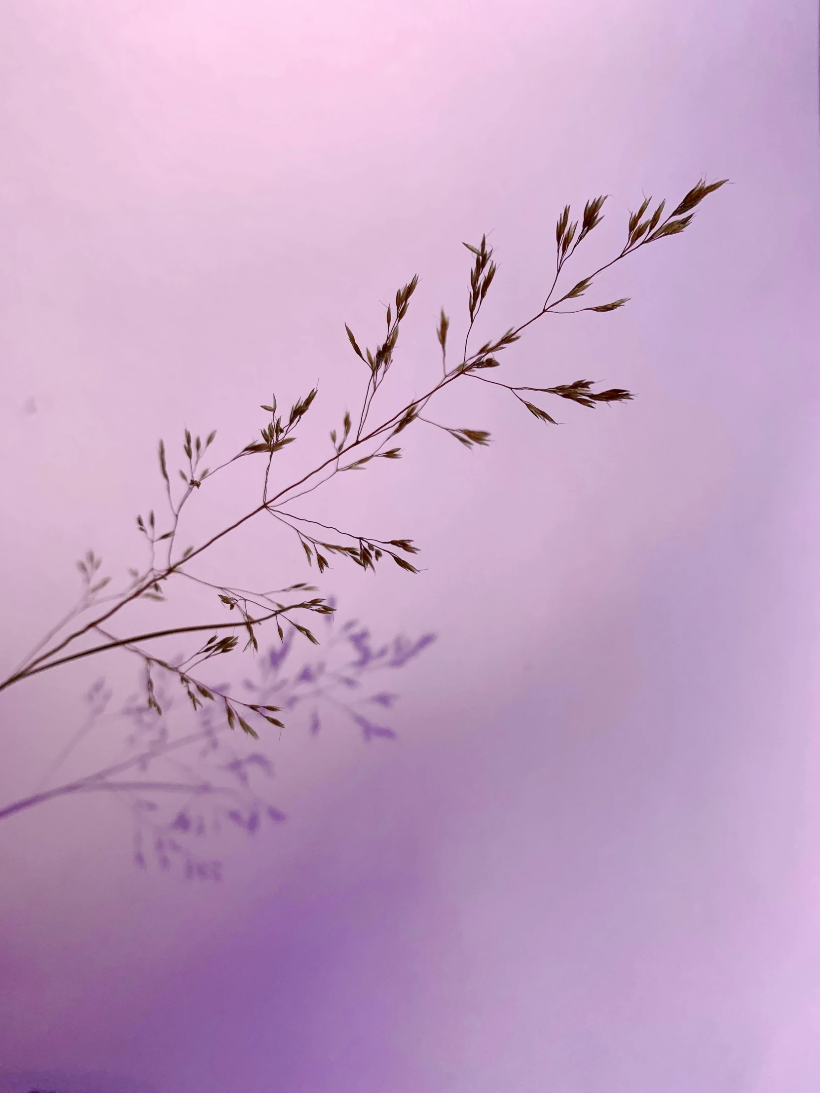 the twig of an almost barren plant against the purple sky