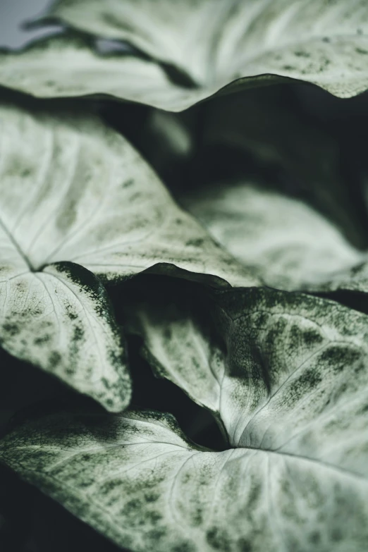 a big leaf in the middle of a green plant