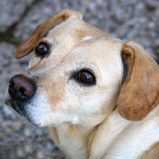 a close up of a dog's face and head