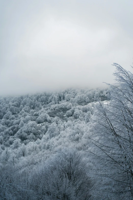 fog covers the hills as a snowy landscape stands in front of some trees