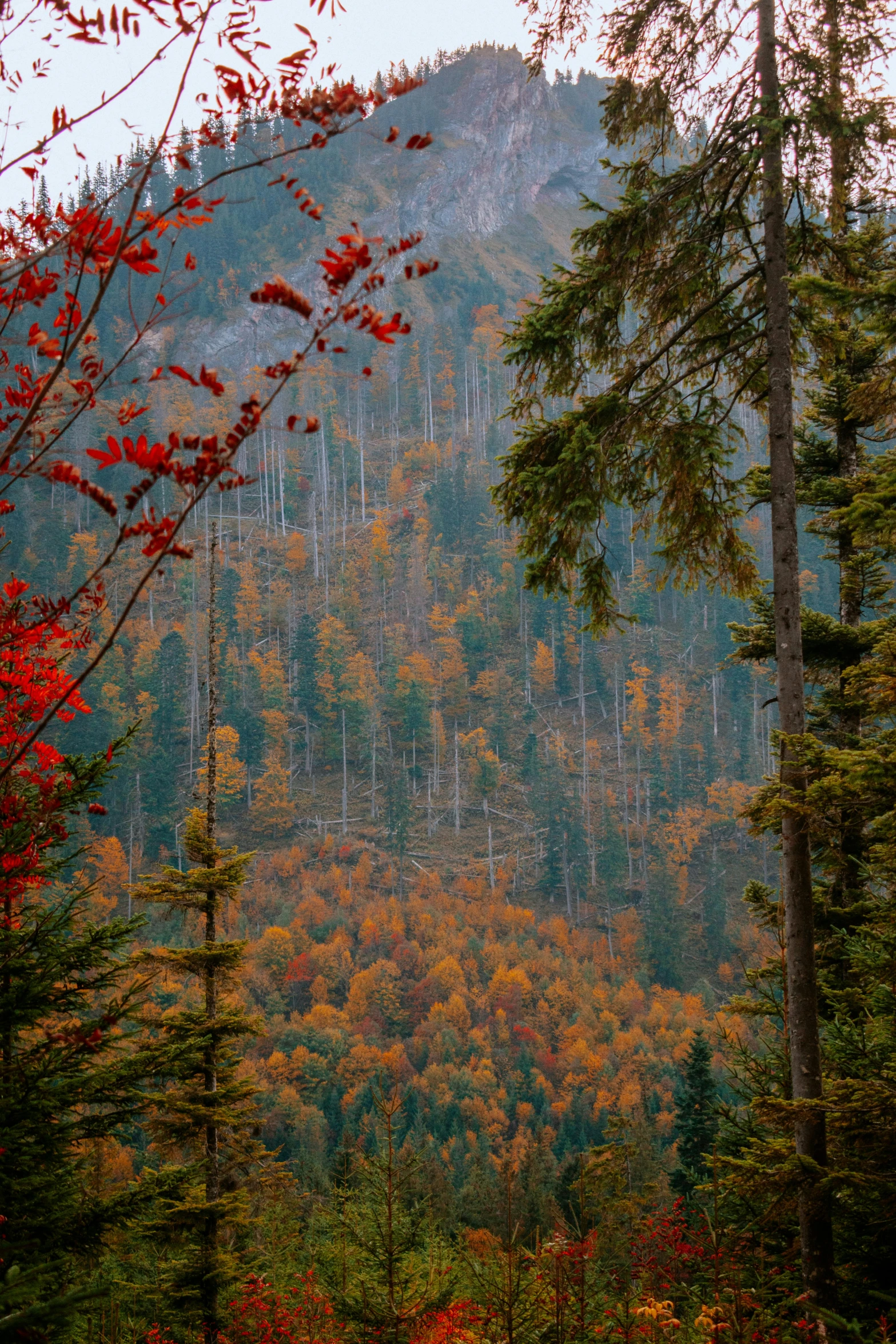 a large tall mountain sitting below a lush forest