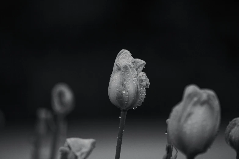 three flowers are in the foreground, while another one on the other side has drops of dew on it