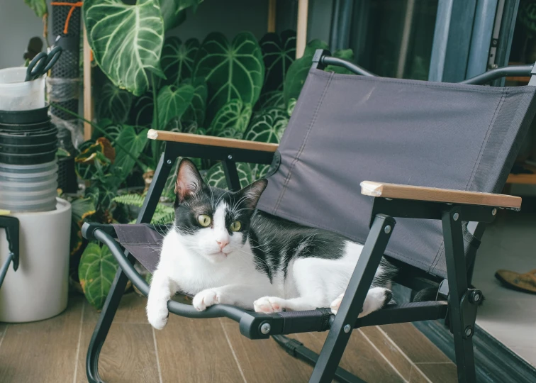 the cat is relaxing on the patio chair