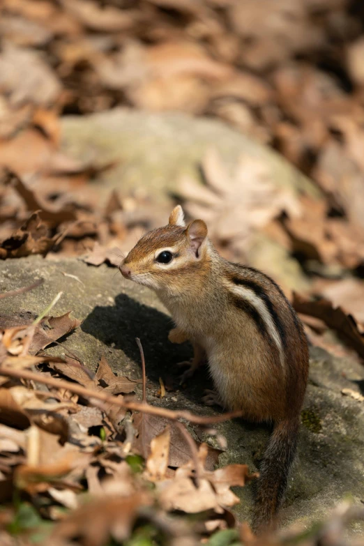 a small chipmung sitting on a rock among the leaves