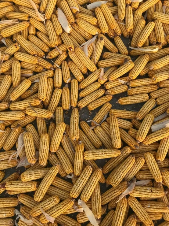 a pile of yellow corn is shown here