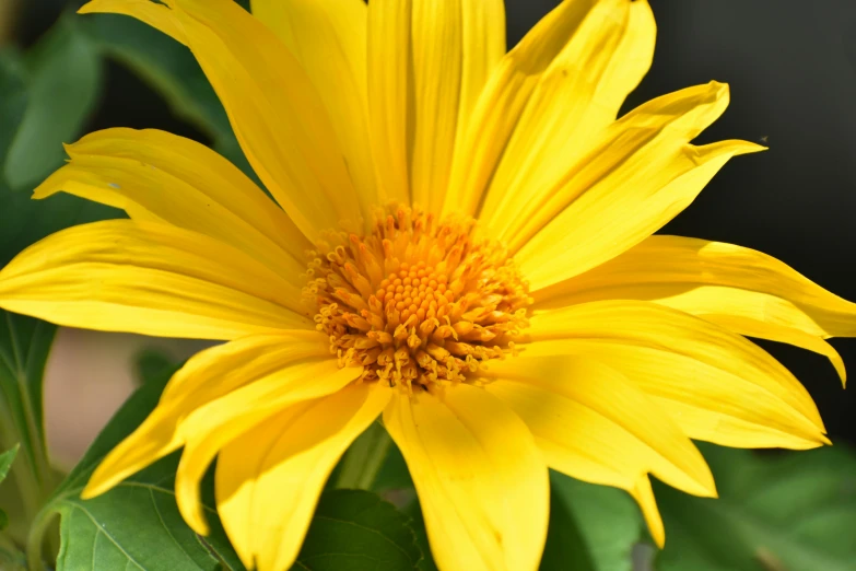 the top of a yellow flower with green leaves around it