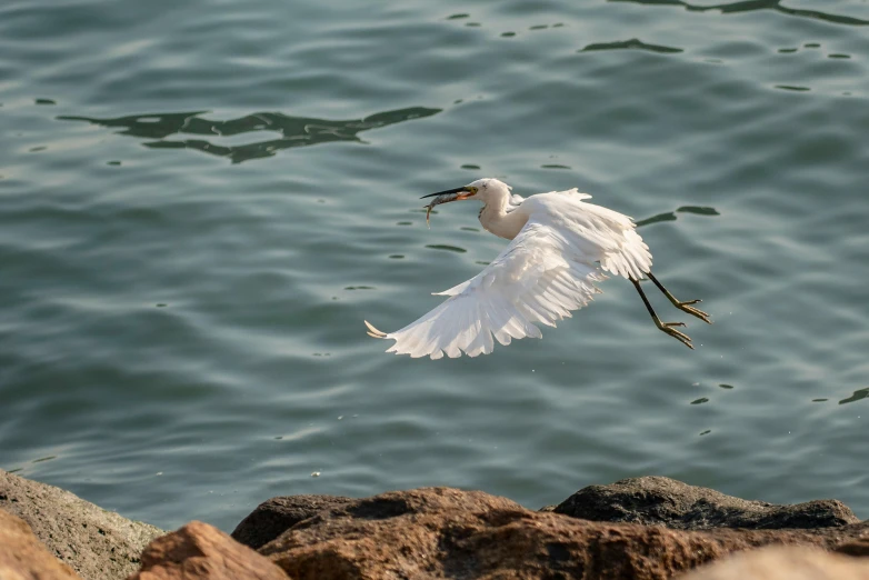 a white egret flying low over the ocean