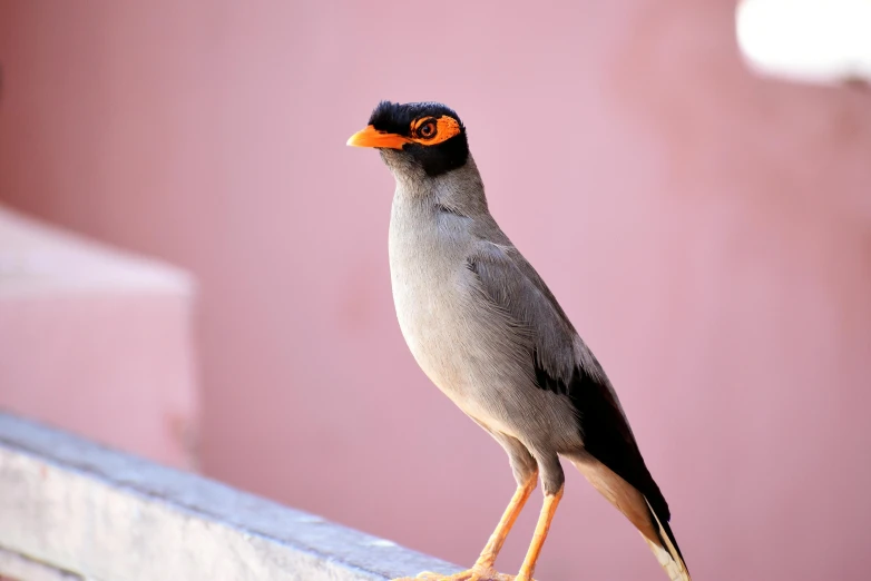 a very pretty bird on top of a bench