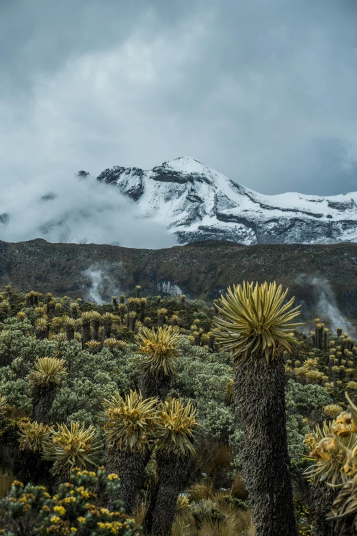 a large group of trees with snow on top