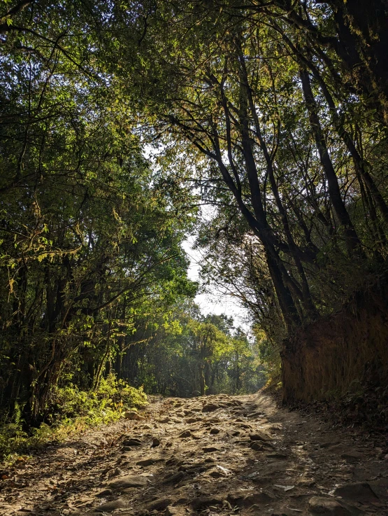 sun shines down on the path through a green forest