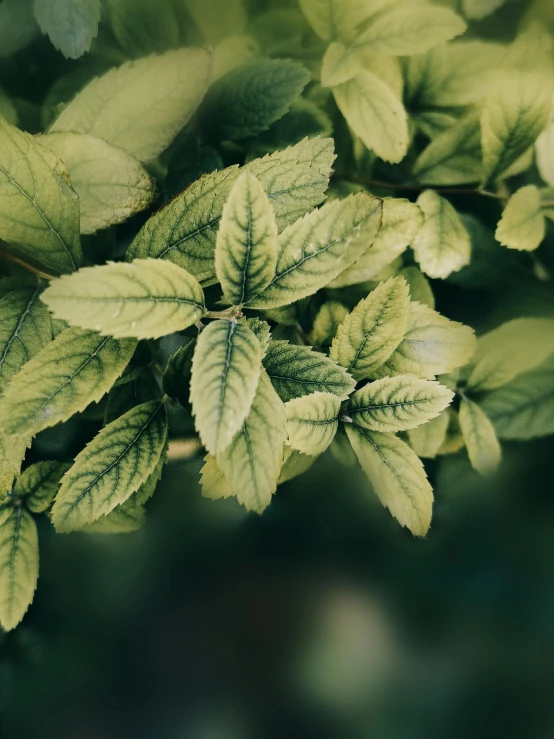 the leaves of a tree are bright green