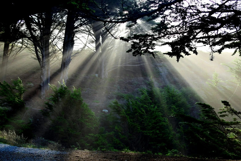 sunlight rays on the trees in the background