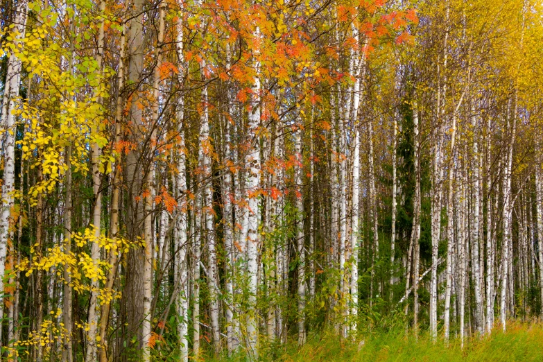 several colorful trees in the woods with one sitting in the shade