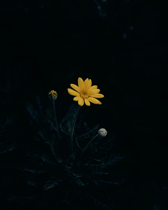 a closeup of two yellow flowers in the dark